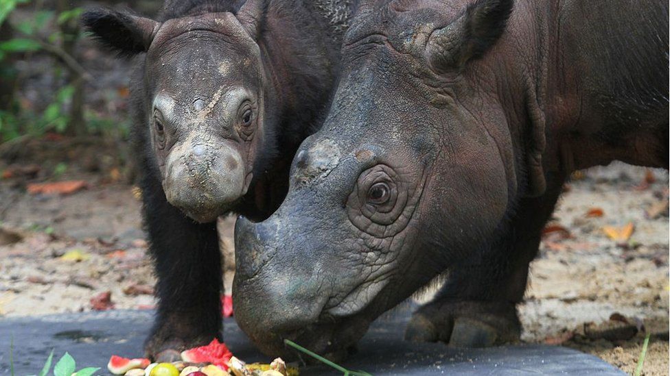 Sumatran rhino is officially declared extinct