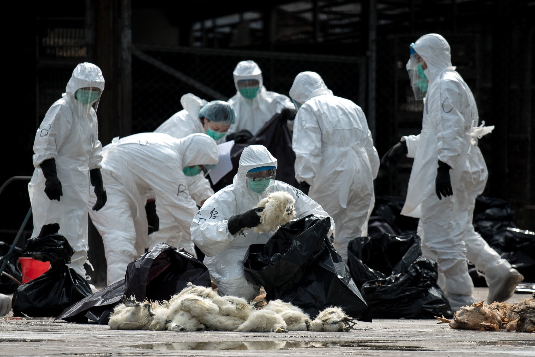 Hong Kong China Bird Flu