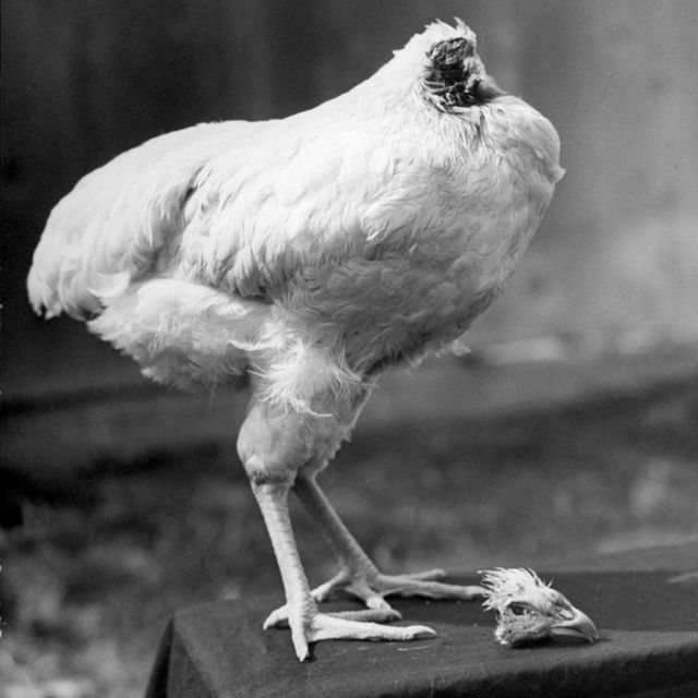 1945- Mike the Headless chicken is decapitated