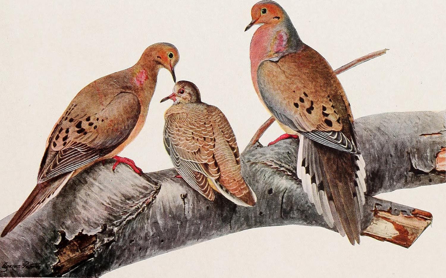 1914- The last passenger pigeon dies at the Cincinnati Zoo