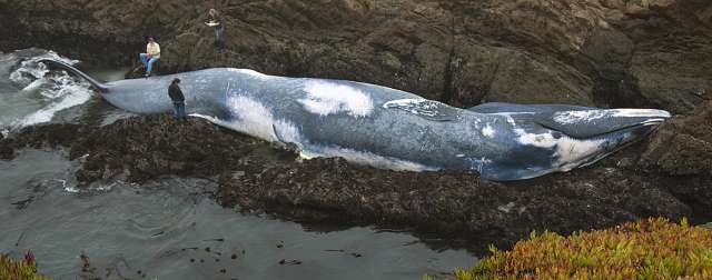 1806- Lewis and Clark find beached blue whale