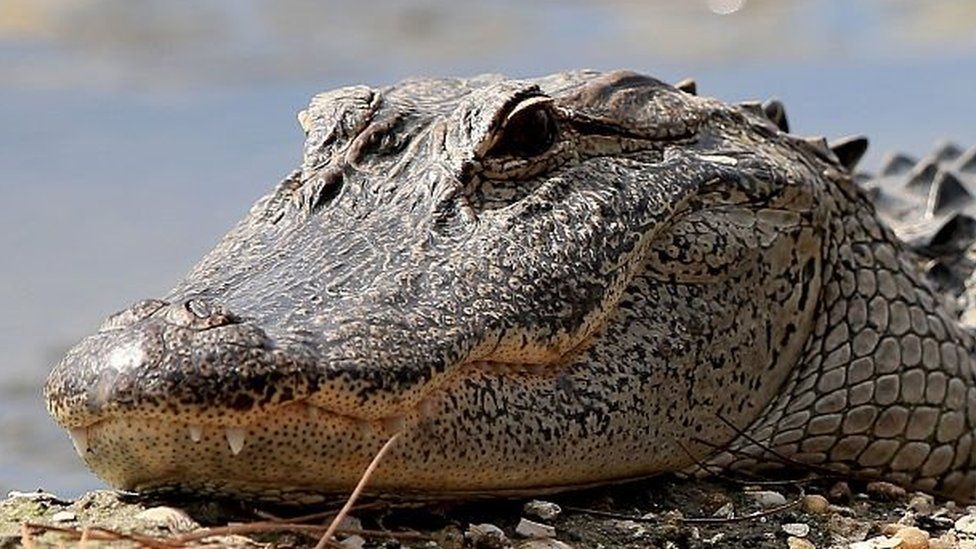 1890- American business Edward Avery Mcilhenny shoots record 19.2 foot long alligator in Louisiana