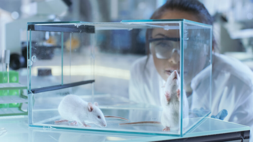 2013- Two rats’ brains were connected successfully so they could share information
