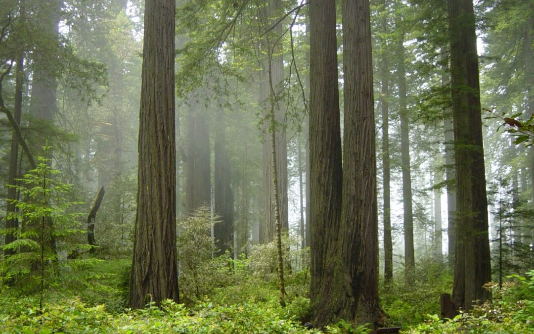 October 2, 1968 – California’s Redwood Forest is Established as a National Park