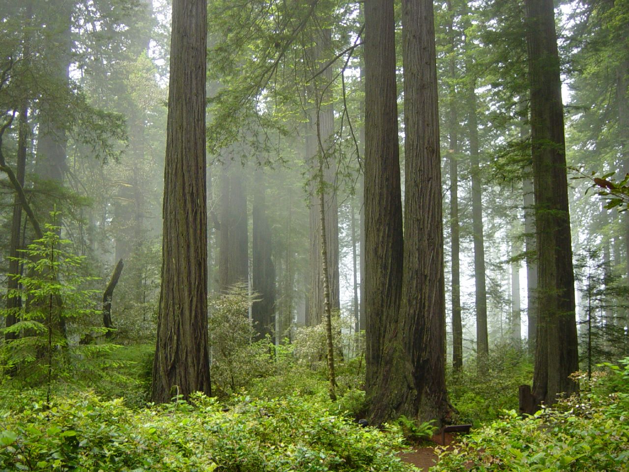 Copy of Redwood National Park Photograph