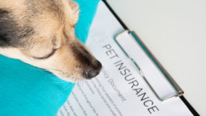 Dog looking at pet insurance paperwork on a clipboard