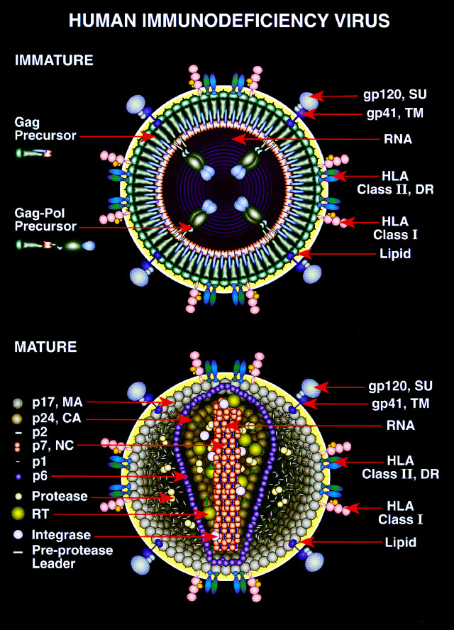 Copy of Mature and Immature HIV Gene