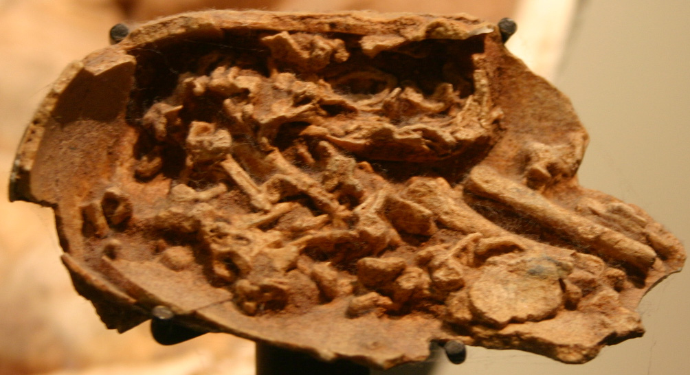 April 11, 2013- Rare Dinosaur Embryos Found in Fossilized Eggs