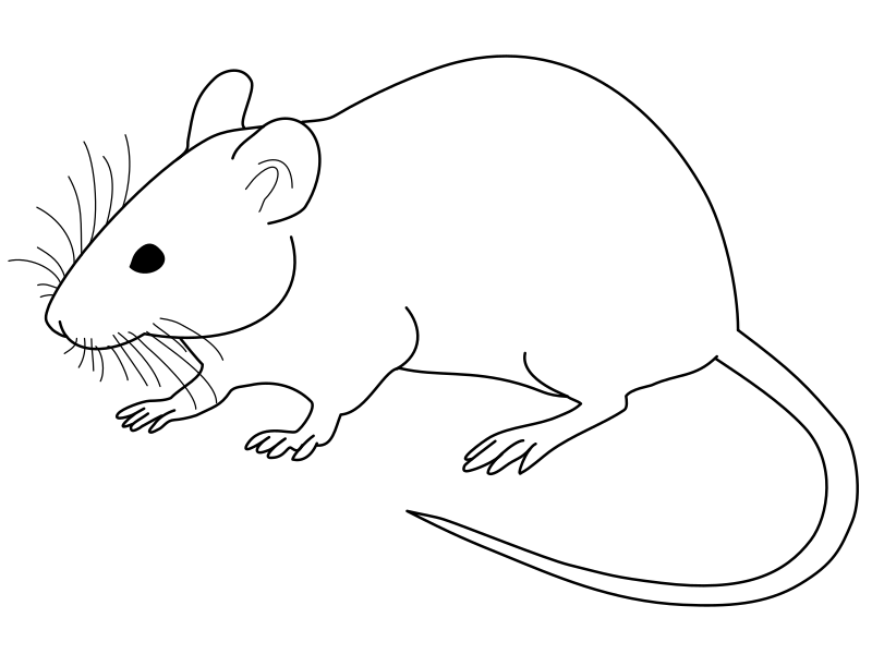 Copy of Laboratory Mouse